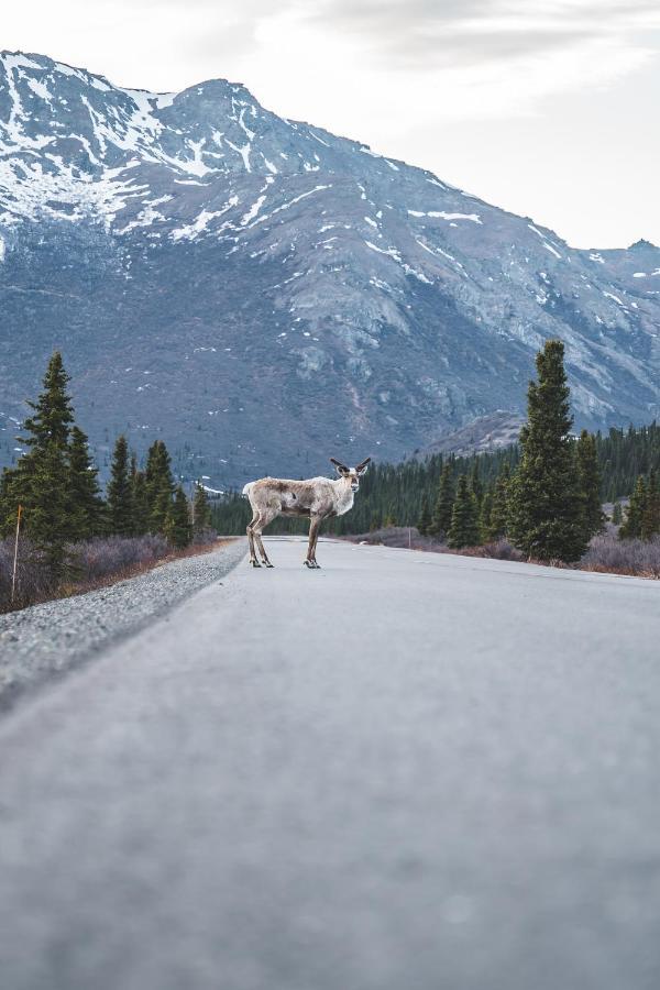 Denali Wild Stay - Moose Cabin, Free Wifi, 2 Private Bedrooms, Sleep 6 Healy Luaran gambar
