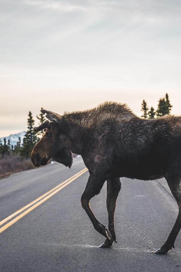 Denali Wild Stay - Moose Cabin, Free Wifi, 2 Private Bedrooms, Sleep 6 Healy Luaran gambar